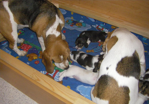 Beaglewelpen mit Mutter und Tante